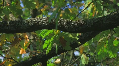 Oak tree foliage in fall Stock Footage 414087