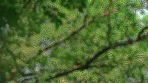 Oak tree foliage Video stock 502187