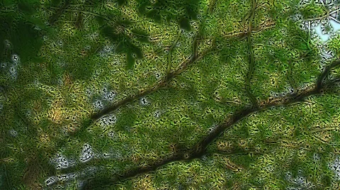 Oak tree foliage Stock Footage 503350