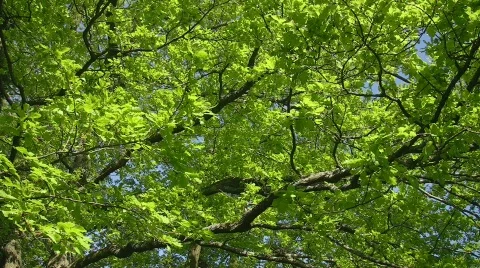 Oak tree foliage in Spring Stock Footage 412705