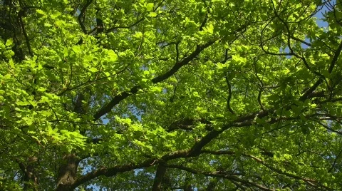 Oak tree foliage in spring Stock Footage 412744