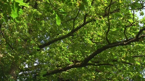Oak tree foliage (time lapse) Video stock 502093