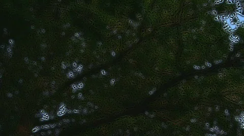 Oak tree foliage (time lapse) Stock Footage 502155