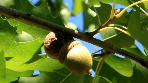 Oak tree Stock Footage 825688