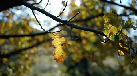Oak tree. Stock Footage 938500