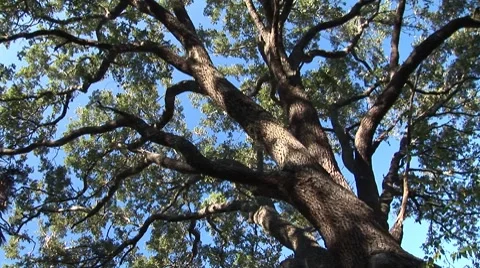Oak Tree Stock Footage 8697980