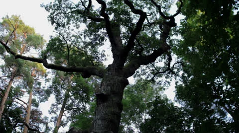 Oak Tree 動画素材 26319209