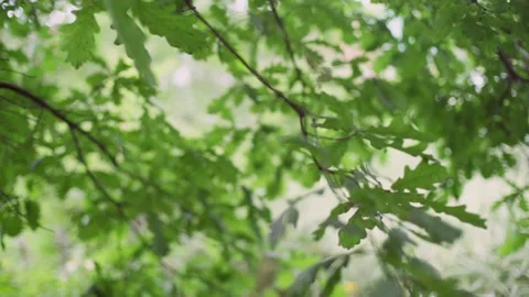 Oak tree. Stock Footage 148731488