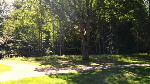 Oak Tree Stock Footage 199934957