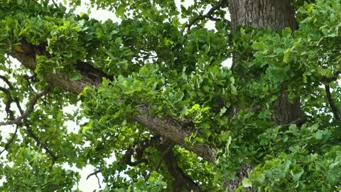 Oak tree Video stock 203968815