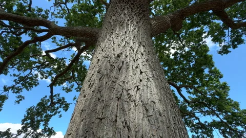 Oak Tree Stock Footage 342603463