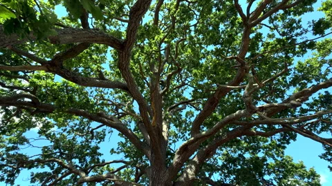 Oak Tree Stock Footage 342603567