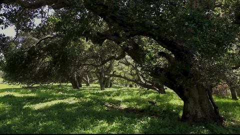 Oak Tree Forest 2 Video stock 106110703