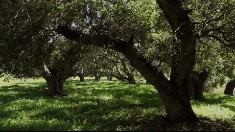 Oak Tree Forest 3 Stock Footage 106110774
