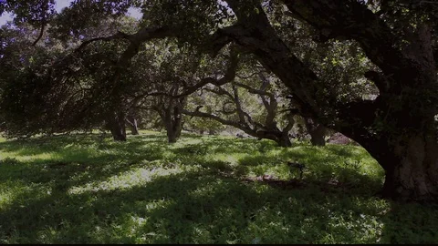 Oak Tree Forest Stock Footage 106108985