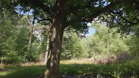 Oak tree in the forest Stock Footage 209151775