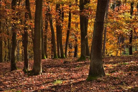 The oak tree forest Stock Photos