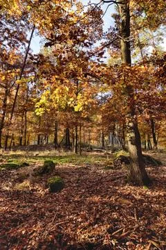 The oak tree forest Stock Photos