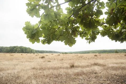 Oak tree in the forest Stock Photos