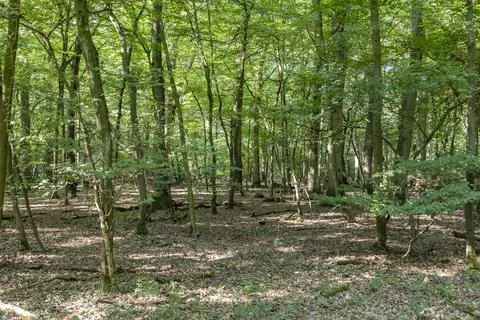 Oak tree forest Stock Photos