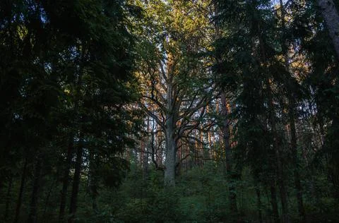 An oak tree in the forest at sunset, an old tree Stock Photos