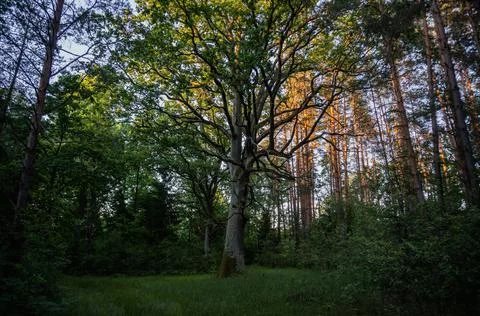 An oak tree in the forest at sunset, an old tree Stock Photos