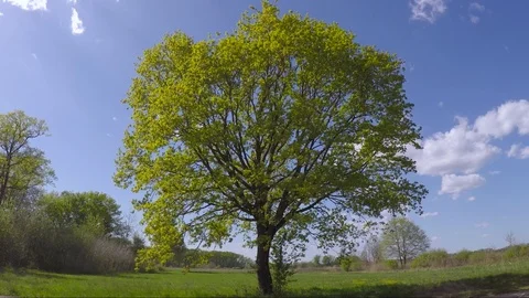 Oak tree in four seasons Stock Footage 106371993