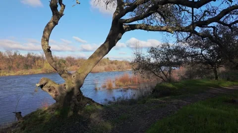 Oak tree framing a view of the American River at River Bend Park Stock Footage 327497395