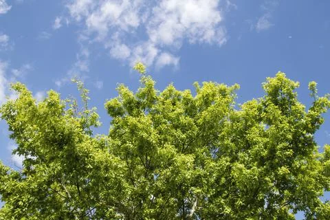 Oak tree fresh green springtime foliage Stock Photos