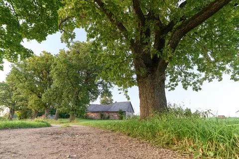 Oak tree in full leaf standing alone Stock Photos