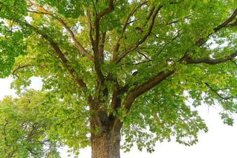 Oak tree in full leaf standing alone Stock Photos