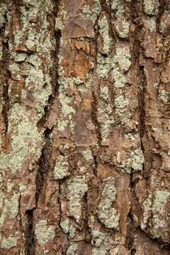 Oak tree furrowed bark texture close up for backgrounds Stock Photos