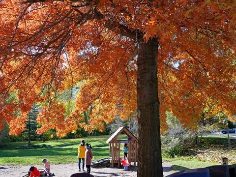 Oak tree in glorious fall colors on a warm sunlit day with a park playground Stock Photos
