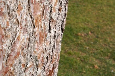 Oak tree with grass in the back Stock Photos