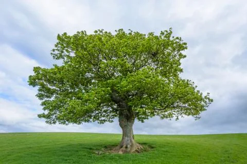Oak tree on grassy field in spring in Scotland, United Kingdom Stock Photos