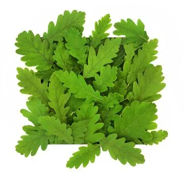 Oak Tree Green Leaf Abstract Background Border Foto stock