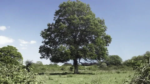 Oak tree growing leaves through seasons Stock Footage 328177012