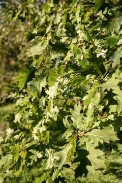 Oak tree growing in the park. A tree with green leaves 库存照片