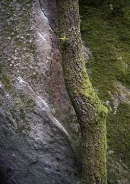 An oak tree grows against a moss covered granite wall Stock Photos
