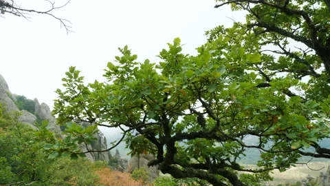 Oak tree high in the mountains. Video stock 97175974