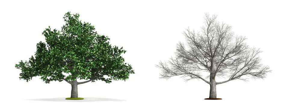 Oak tree. Stock Illustration