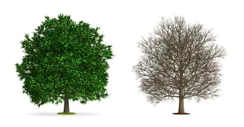 Oak tree. Illustrazione stock