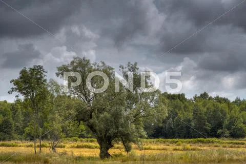 Oak tree Stock Illustration