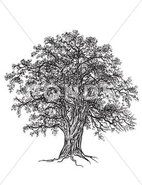 Oak tree Stock Illustration