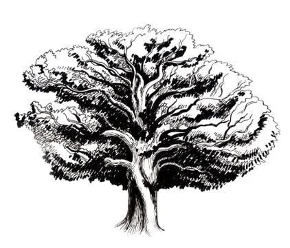 Oak tree Stock Illustration