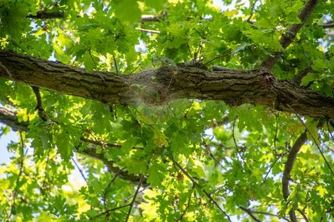 Oak Tree Infested by Oak Processionary Caterpillars in Berlin Urban Park Ge.. Stock Photos