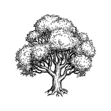 Oak tree ink sketch. Stock Illustration