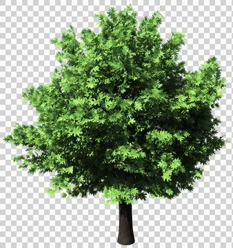 Oak tree isolated - 3d rendering Stock Illustration