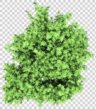 Oak tree isolated - 3d rendering Illustrazione stock