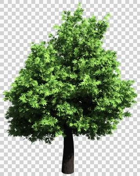 Oak tree isolated - 3d rendering Stock Illustration